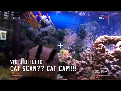Cat Scan?? Cat Cam!!!