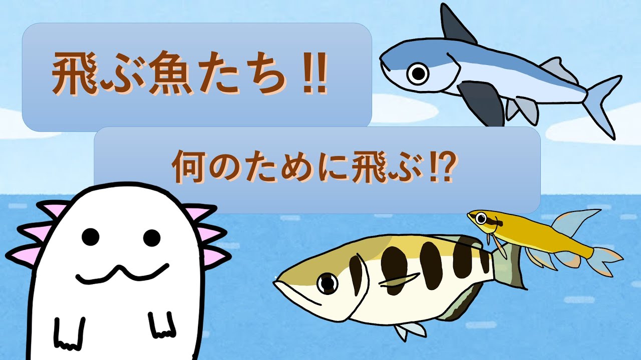 飛ぶ魚がいる 何のために飛ぶ Youtube
