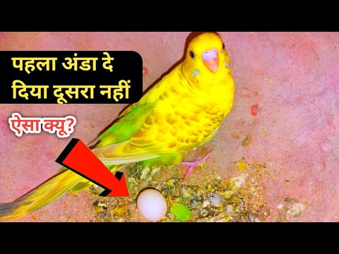 वीडियो: क्या पहली बार रखे जाने पर पक्षी के अंडे नरम होते हैं?