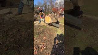 Download Lagu Big old Stihl 090G chainsaw eating some knots. #chainsaw #vintage #stihl #logging #powertools #fun MP3