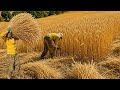 Nomadic Life in Iran The Golden Season of Wheat Harvest and Golden Spikes🌾