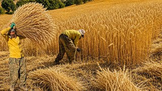 Nomadic Life in Iran The Golden Season of Wheat Harvest and Golden Spikes🌾