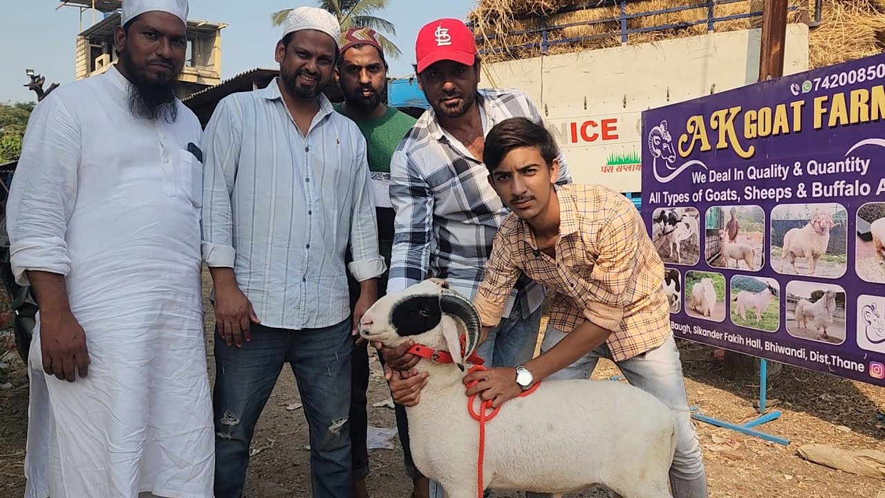 The Most Exotic Sheep Collection Of Bhiwandi | Nayaab Mende Of AK Goat Farm | Also Wholesale  Rates.