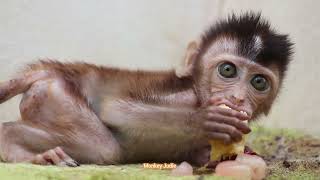 Look So Delicious Lovely Baby Monkey Ting Ting Trying To Eating Sweet Banana