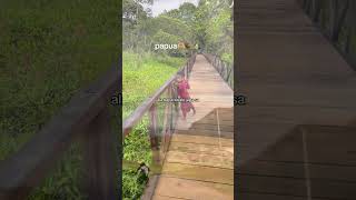 Download Lagu Lirik 🎧🎼🎵 (Sa Berjalan ke Gunung-gunung) Cocok Buat story (+WA) #liriklagu #saberjalan #gunung #god MP3