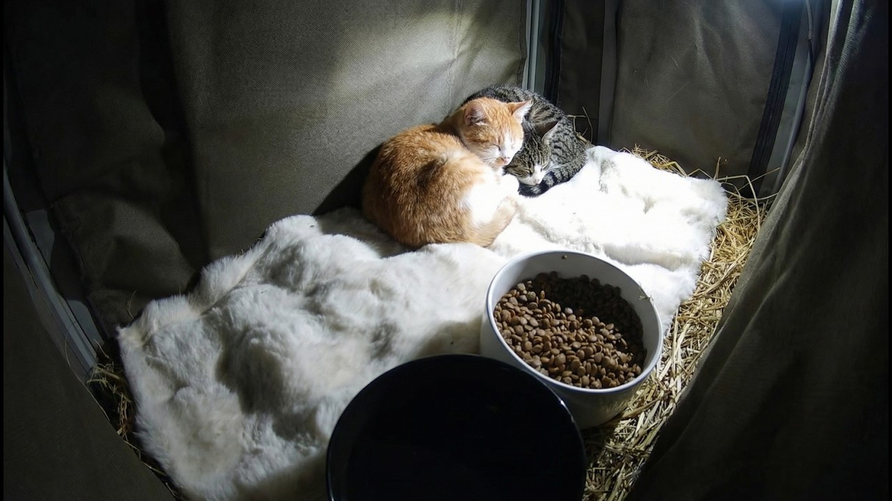 I Built a Shelter For Strays——But The Cats  Adopted Me In the END