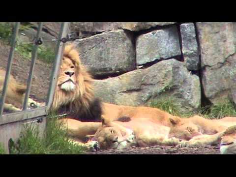 Video: Anställd Dödad Av Lejon I Djurparken I North Carolina