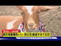 【CNN精選】郊狼咬死愛羊 加州飼主「加高護欄」卻挨告｜TVBS新聞