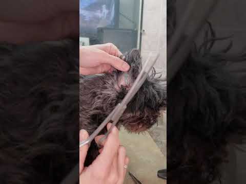 Video: Havanese účesy