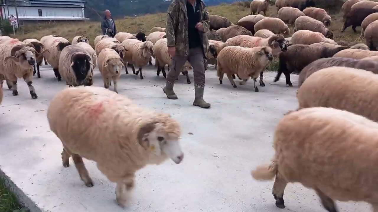 Koyunlar Yayladan gelmeye başladı