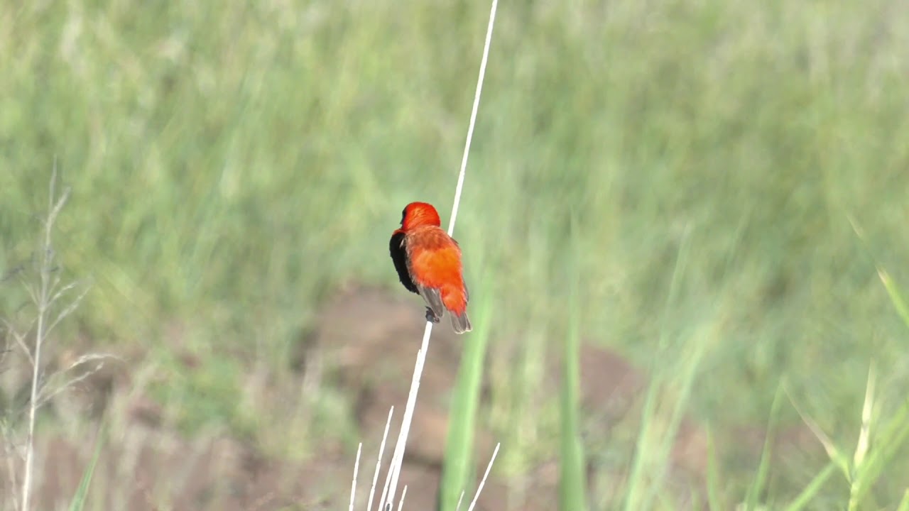 Gorgeous bird! A stunning male Southern Red Bishop defending his