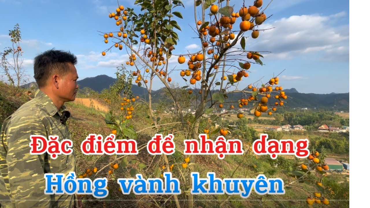 Đặc điểm nhận dạng Hồng vành khuyên và một số cây Hồng có hạt