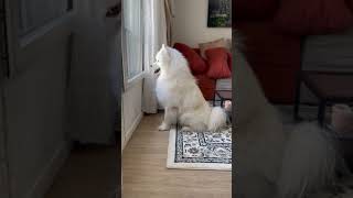 See who is too smart  #dogfans #dog #samoyedpuppy #bestdogbreed #cute #shorts #shortvideo #samoyed