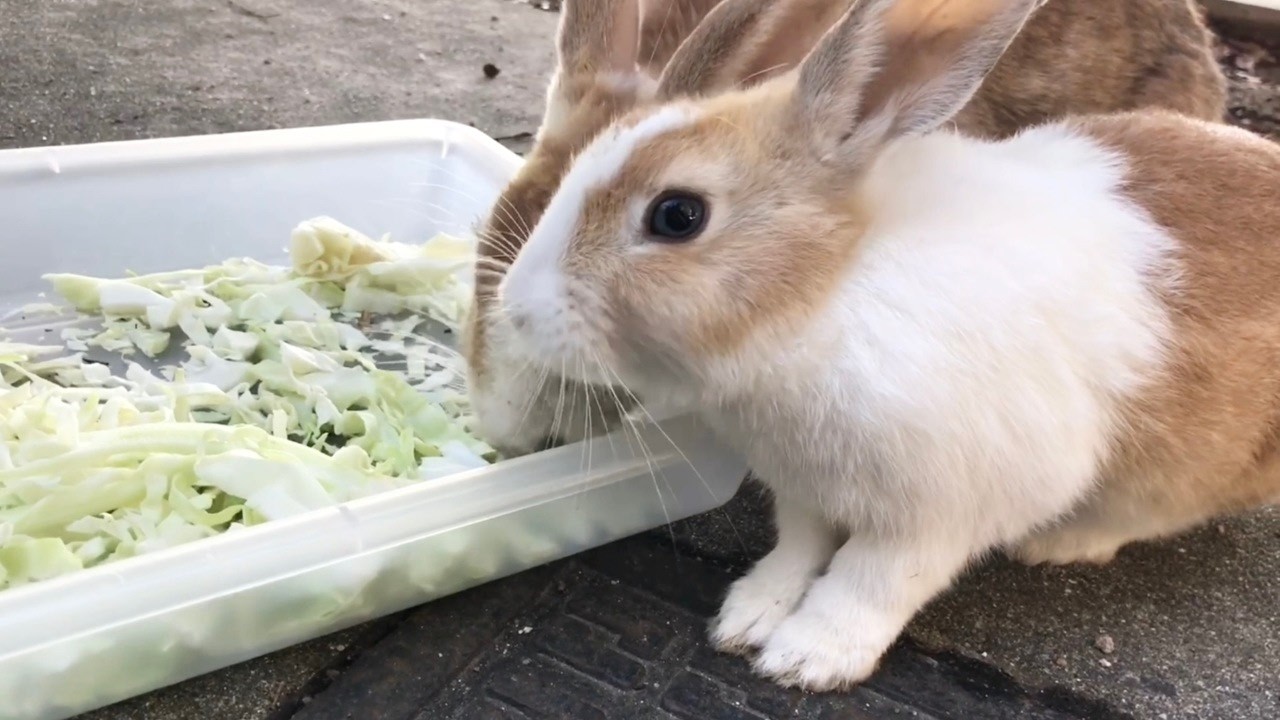 Why is human chewing so annoying, but a rabbit's munching is so ...