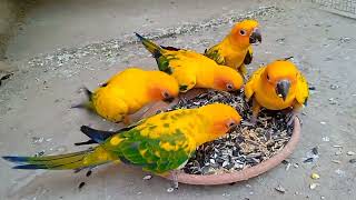 Sun conure parrot bird/sun conure beautiful adult and 3 patay age 8 month /sun conure foure babys.