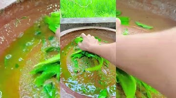 hái xoài cát Hoà Lộc chín cây để làm xôi xoài với Lạc nha.  #bophoveque #mientay  #foryou