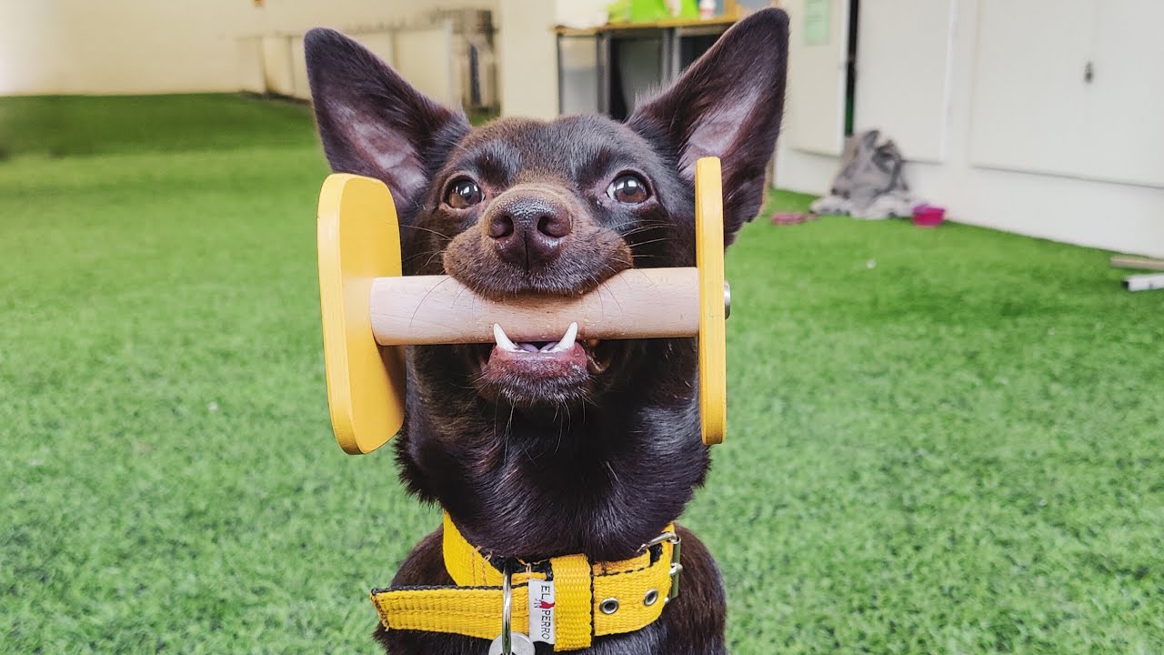 Toko alo Pätkis 185 p