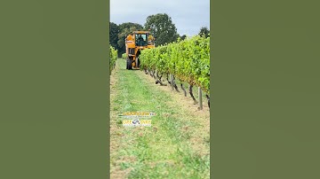Harvesting Long Island Riesling Grapes - Gregoire GL8 Grape Harvester