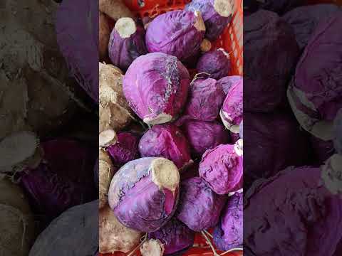Purple cabbage