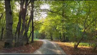 Vahid Əziz Payız Qadın