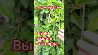 Плакучая шелковица тоже плодоносит!