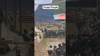 Traditional Activity #toraja #torajatribe #torajadeath #viral #shorts #shortsfeed