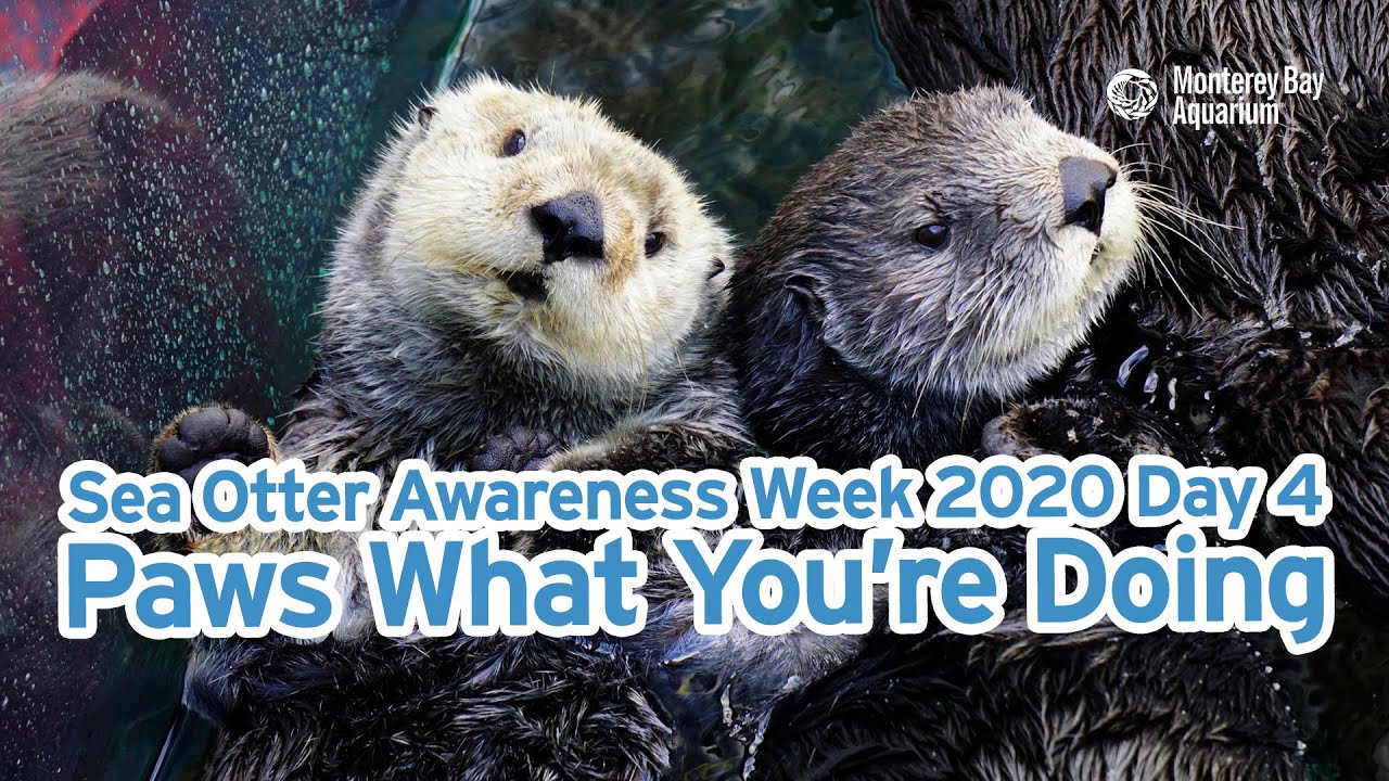 Sea Otter Awareness Week 2020 Musteli-Day 4! | Monterey Bay Aquarium