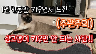 (주관주의) 샴고양이 키우면 안 되는 사람!!