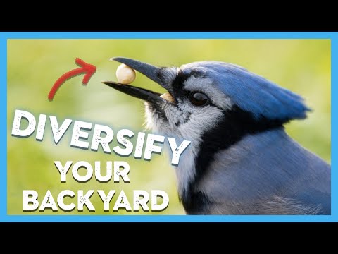 あなたの裏庭の鳥の餌箱を多様化する