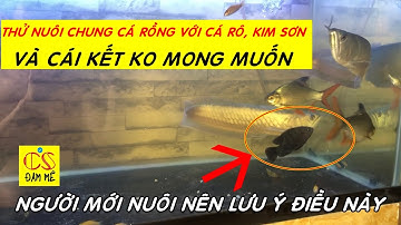 Nuôi chung cá ngân long với cá rô, kim sơn - SAI LẦM! Cá rồng nên nuôi vs cá gì?