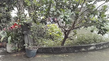 Quantum Topology and Knot Invariants childhood education