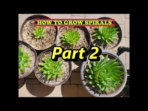Video: What Is A Spiral Aloe Plant – How To Grow A Spiral Aloe Succulent