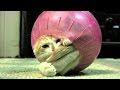Коты разбойники 28 эп. Кот поймал воздушный шар!