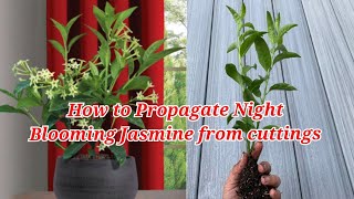 How To Popagate Night Blooming Jasmine From Cuttings