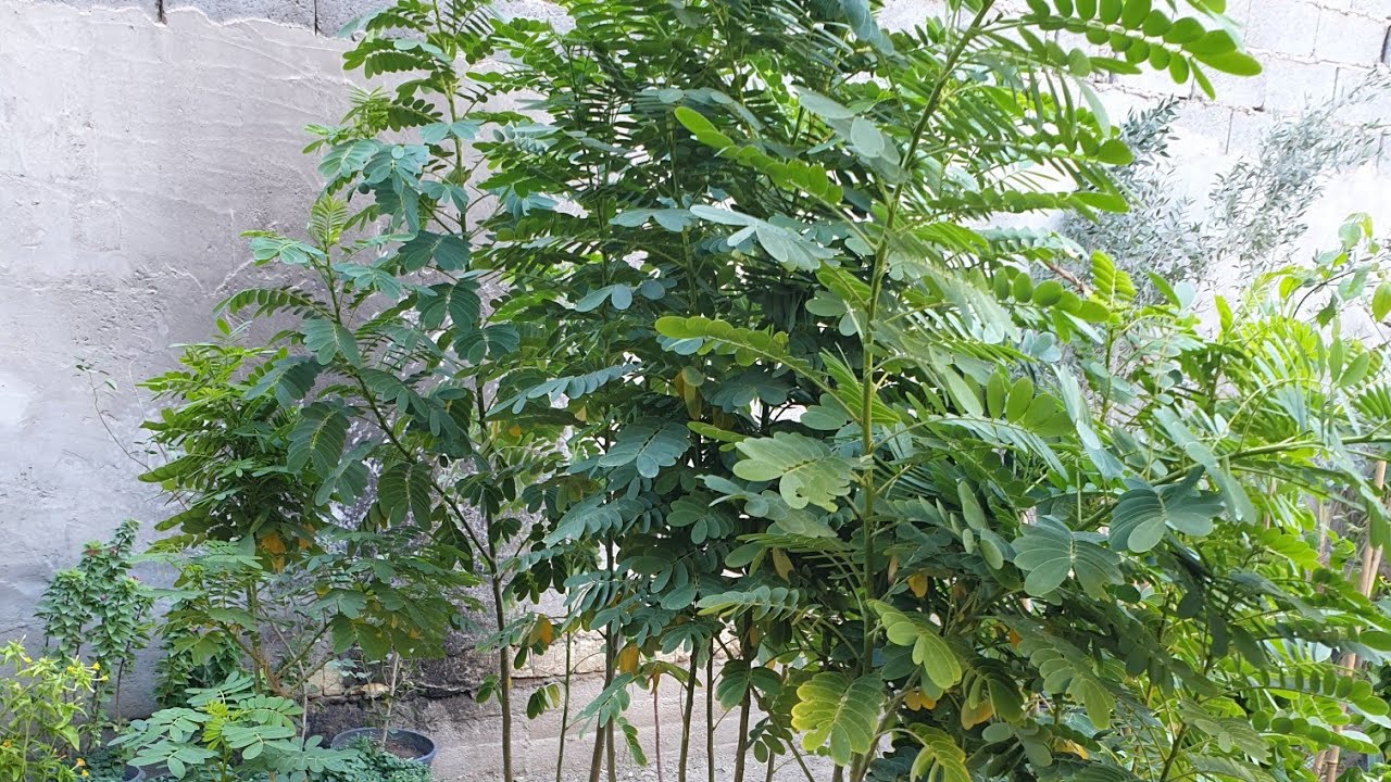 سبب تيبس اوراق الأشجار بعد الزراعة 