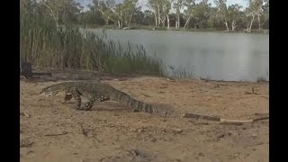 Big Goanna, Lace Monitor Lizard walking along the riverside.
I followed this large Goanna, an Australian Lace monitor lizard, along the bank of the river, as he walked right past our camp. What great reptiles they are, I love watching them in the wild.
.
►►Subscribe to our Channel for more videos ►► http://bit.ly/2ULxLJogavinclark
. Big Goanna, Lace Monitor Lizard walking along the riverside.