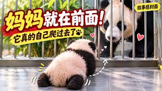 熊猫宝宝拼命往妈妈身边爬，钻进怀里的那一刻太治愈了！可一见到饲养员，立刻又变成爱闹腾的小戏精，前后反差让人笑翻