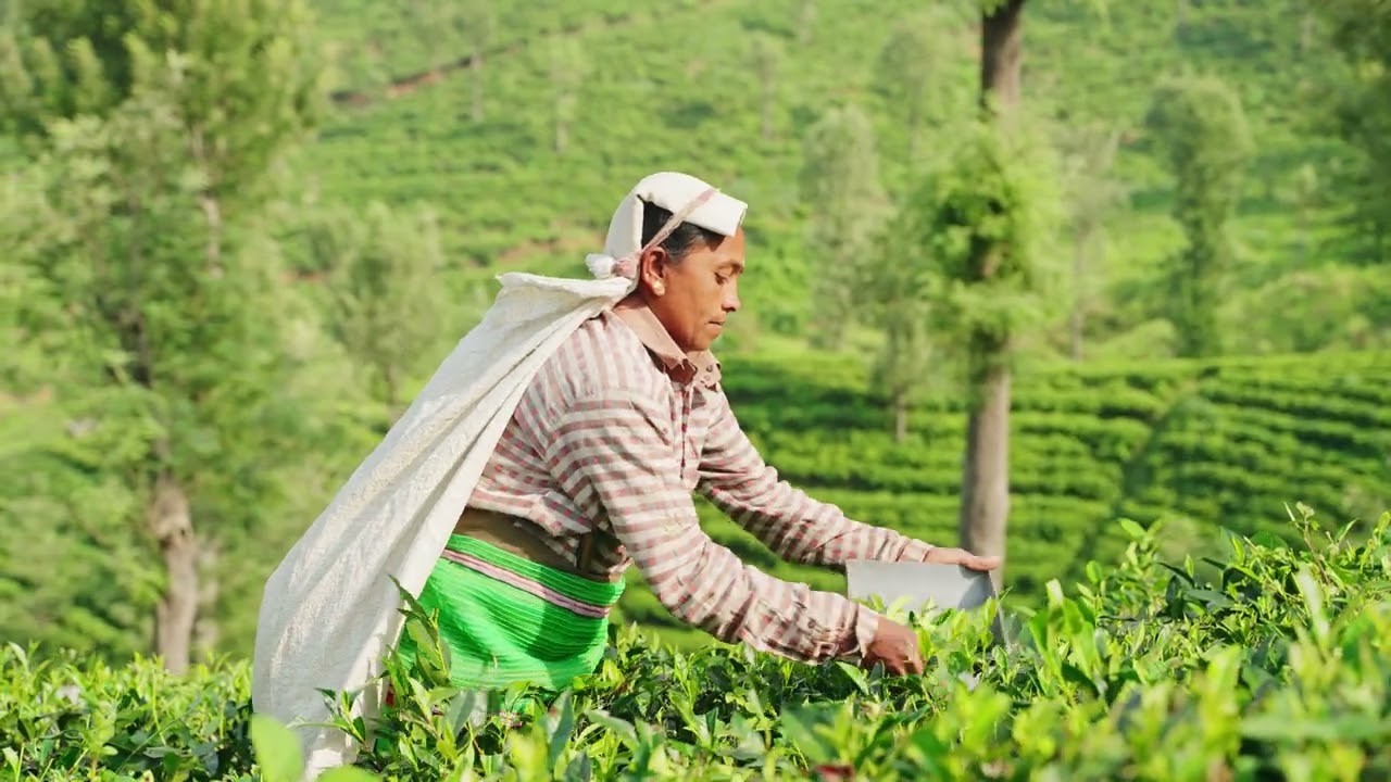 Aroma Route - Tea Plucking