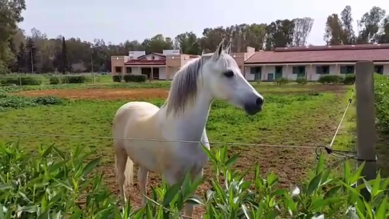 الحصان روبسون ما شاء الله | الخيول المغربية العربية البربرية