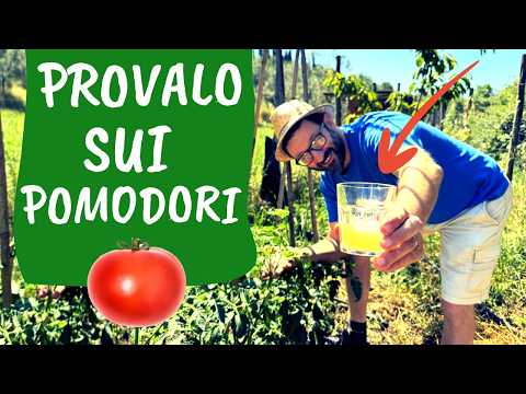 TRATTAMENTO POMODORI: il rimedio naturale che salva dalla PERONOSPORA!