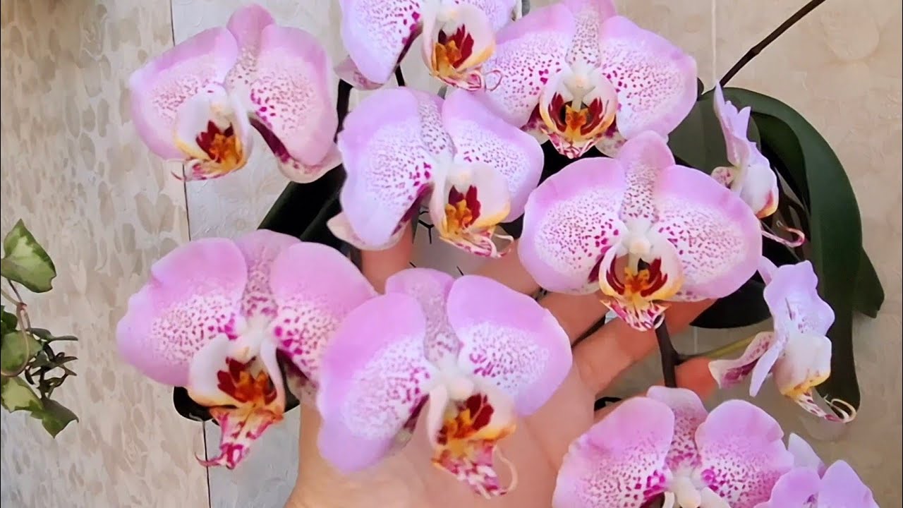 Огляд кімнатних рослин 🌿🪴. Лютий 2026