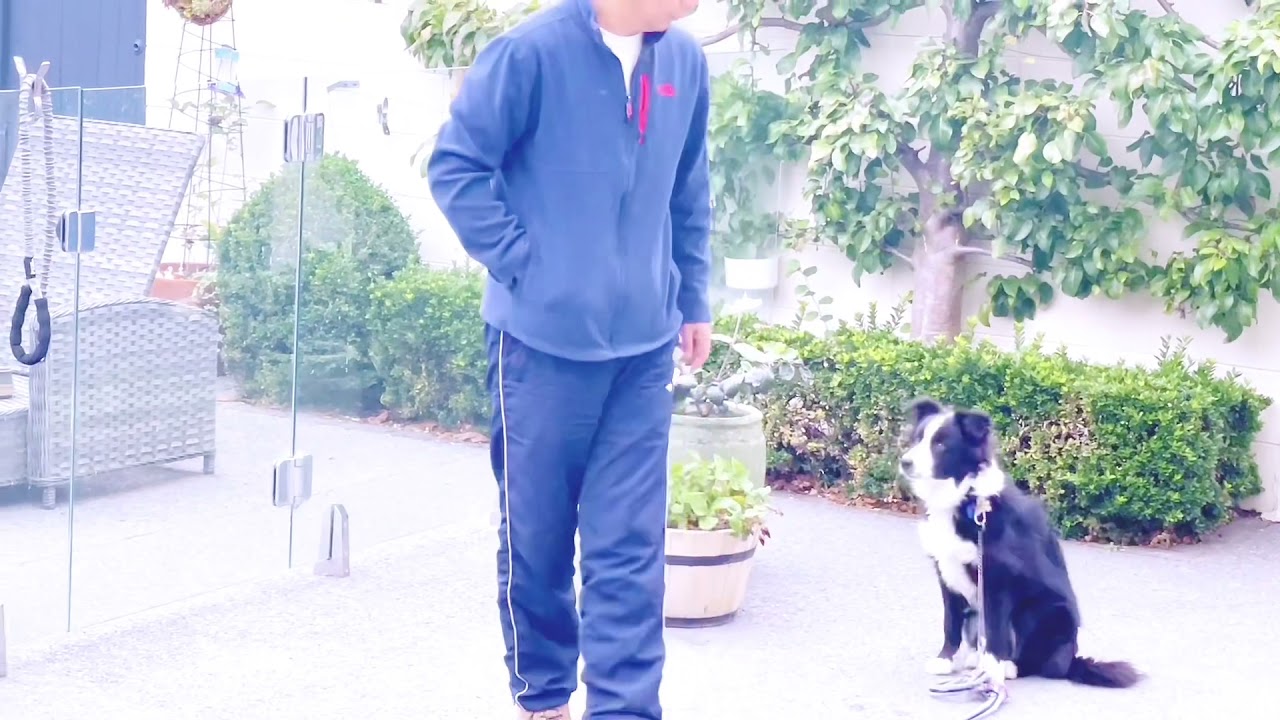 After Puppy School 狗狗学校毕业 边境牧羊犬学习能力超强 Youtube