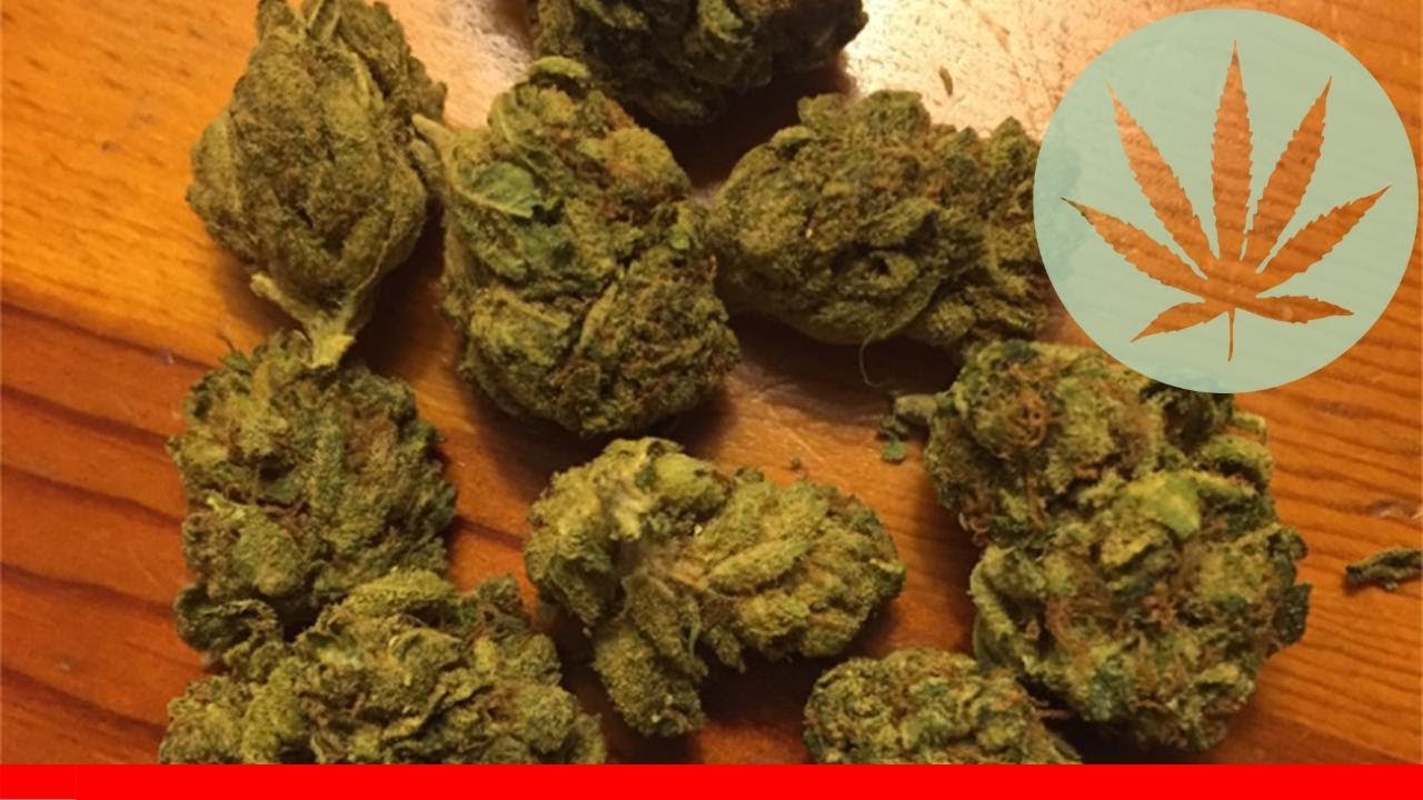 Sensi Star - All About This Strain