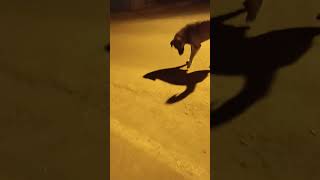 Fare Avlayan Köpekler