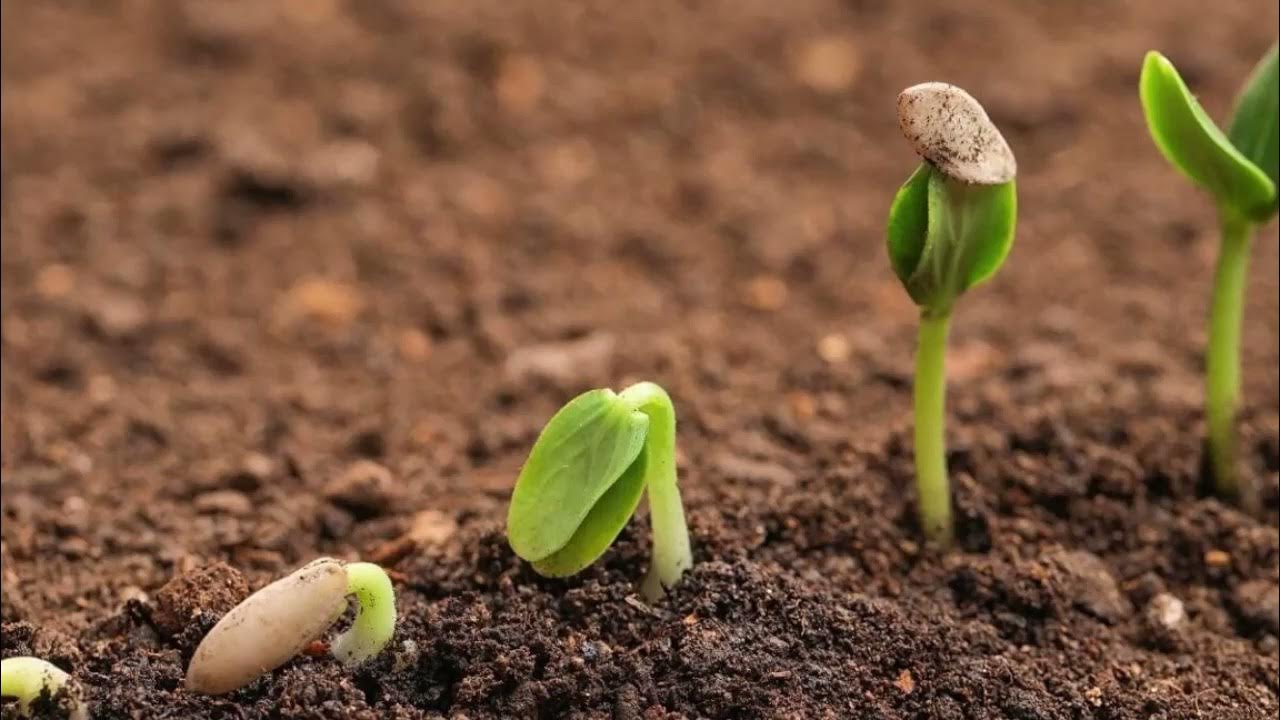 проросток с корешком. прорастание семян покрытосеменных. прорастание семян проросток. ускорить рост семян. проросток семени фасоли.