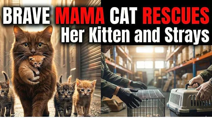 Brave Mama Cat RESCUES Her Kitten and Strays from Traffickers in EMOTIONAL Rescue Story
