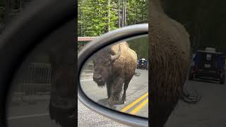 Bison Causes Traffic Chaos with a Surprise Charge