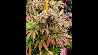 Cherry Gar See Ya 🍒 Ethos Genetics 🔥