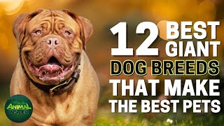 12 Giant Dog Breeds That Make the Best Pets