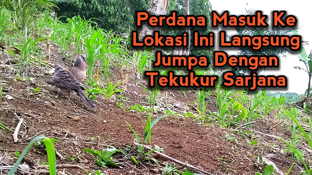 Ajaran Cuma Jadi Samsak Dibuat Tekukur Hutan Ini || Setelah Puas Mundur Teratur